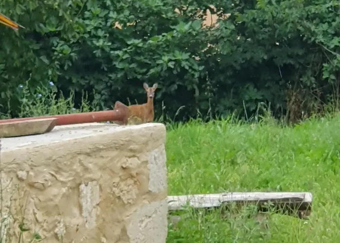 Lejlighed La Bergerie *